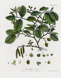 Evelyn Sylva Original Tree Engraving 1786 Alder Tree - Panteek Antique Prints