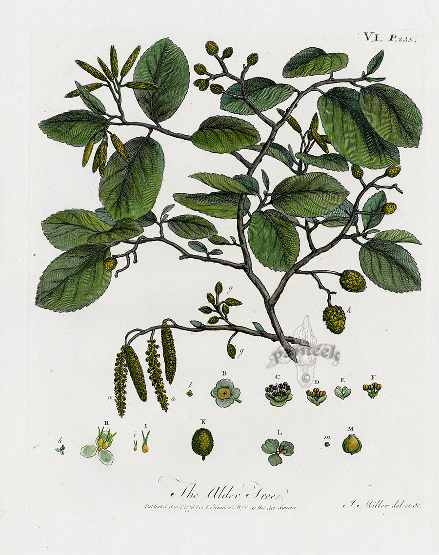 Evelyn Sylva Original Tree Engraving 1786 Alder Tree