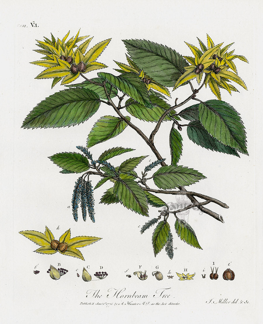 Evelyn Sylva Original Tree Engraving 1786 Hornbeam Tree