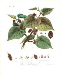 Evelyn Sylva Original Tree Engraving 1786 Mulberry Tree - Panteek Antique Prints