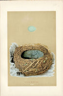 F.O. Morris Original Nest Egg Prints Alpine Warbler - Panteek Antique Prints