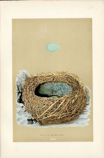 F.O. Morris Original Nest Egg Prints Alpine Warbler