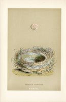 F.O. Morris Original Nest Egg Prints Bearded Tit - Panteek Antique Prints