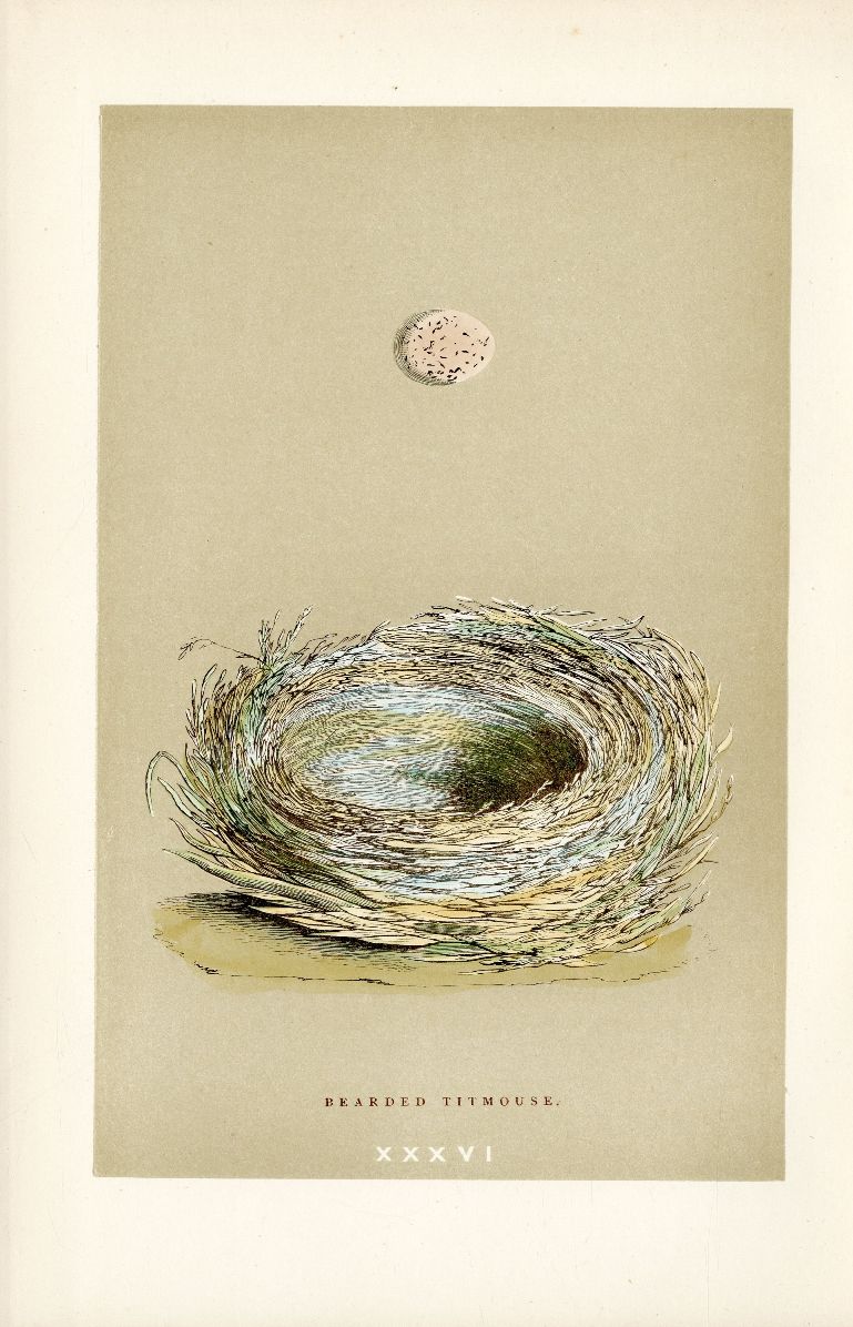 F.O. Morris Original Nest Egg Prints Bearded Tit