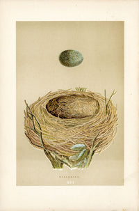 F.O. Morris Original Nest Egg Prints Blackbird - Panteek Antique Prints