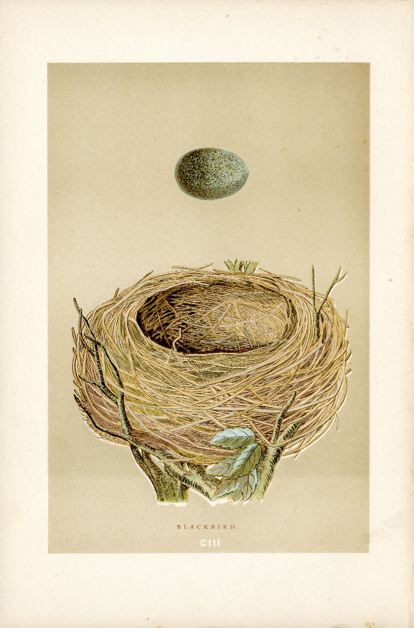 F.O. Morris Original Nest Egg Prints Blackbird