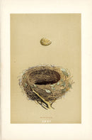 F.O. Morris Original Nest Egg Prints Blackcap - Panteek Antique Prints