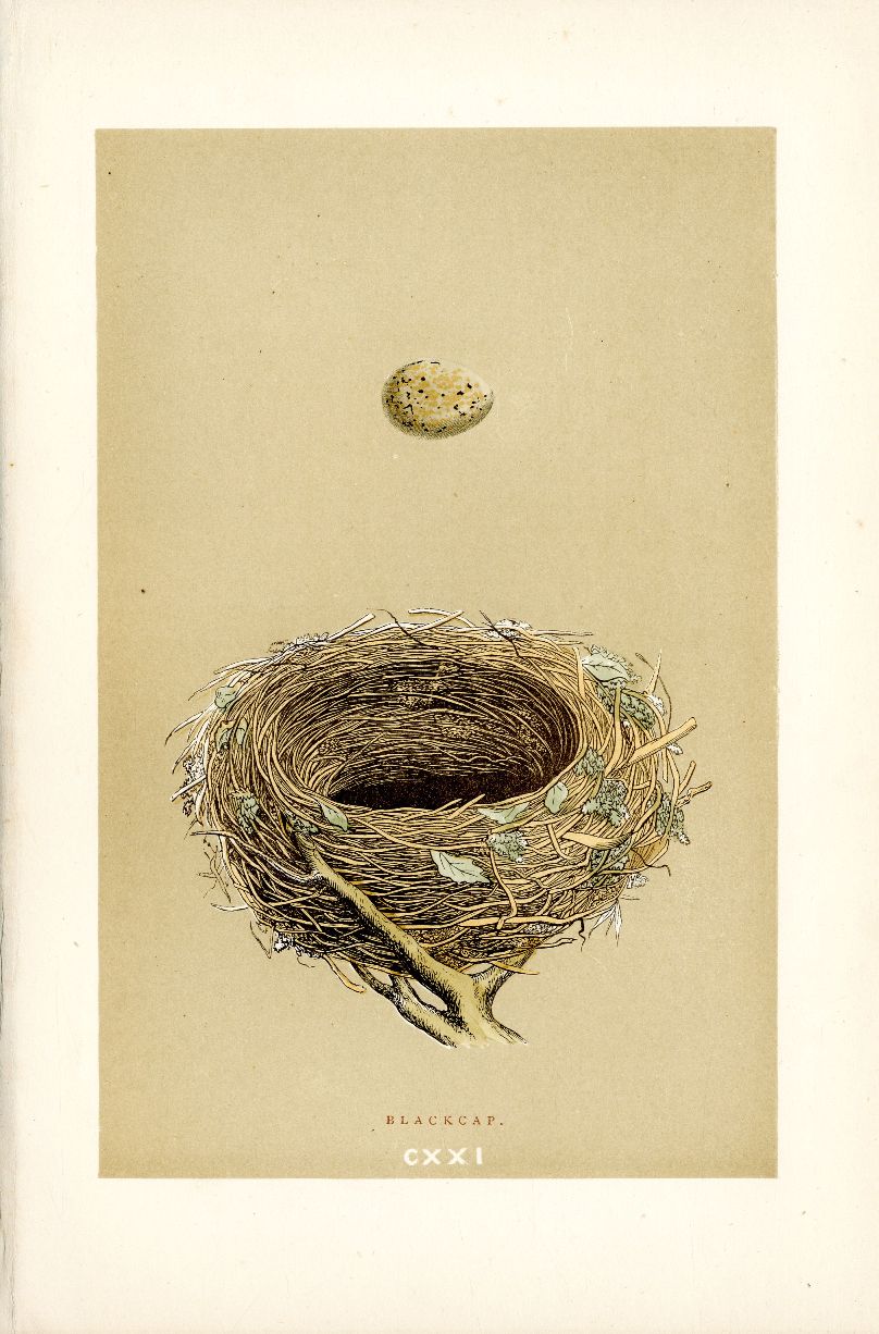 F.O. Morris Original Nest Egg Prints Blackcap