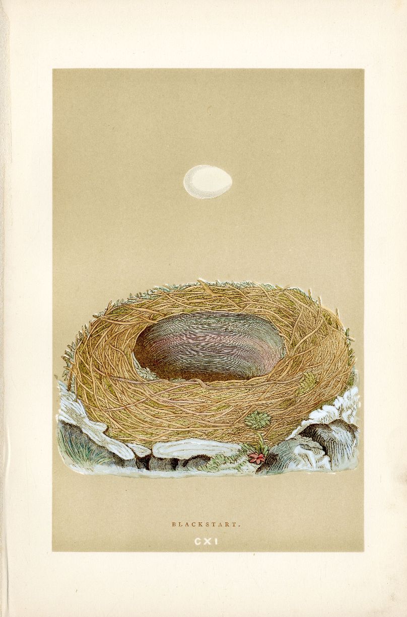 F.O. Morris Original Nest Egg Prints Blackstart