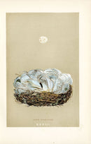 F.O. Morris Original Nest Egg Prints Blue Tit - Panteek Antique Prints