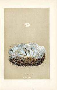 F.O. Morris Original Nest Egg Prints Blue Tit - Panteek Antique Prints