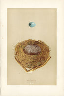F.O. Morris Original Nest Egg Prints Bullfinch - Panteek Antique Prints
