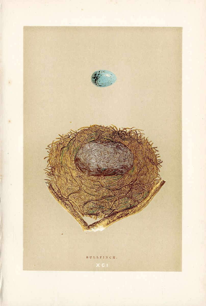 F.O. Morris Original Nest Egg Prints Bullfinch