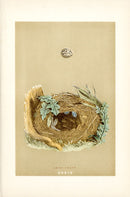 F.O. Morris Original Nest Egg Prints Chiff Chaff - Panteek Antique Prints
