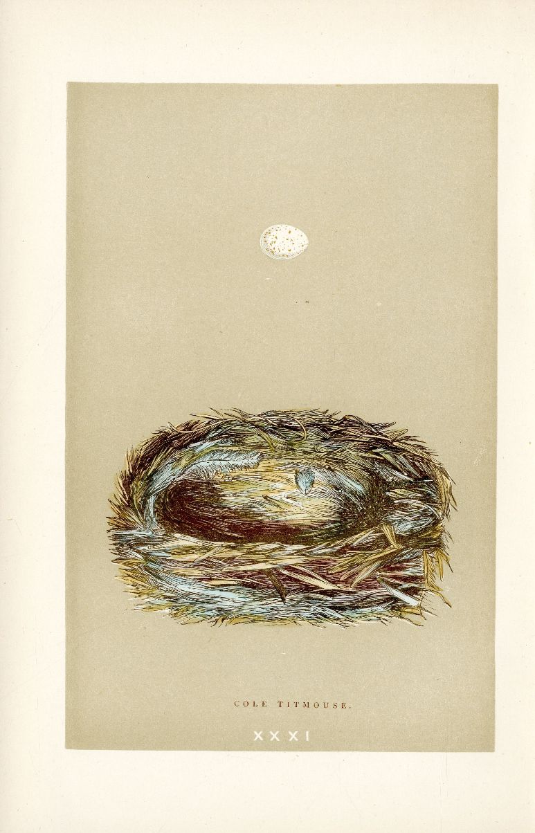 F.O. Morris Original Nest Egg Prints Cole Tit