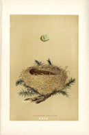 F.O. Morris Original Nest Egg Prints Dartford Warbler - Panteek Antique Prints