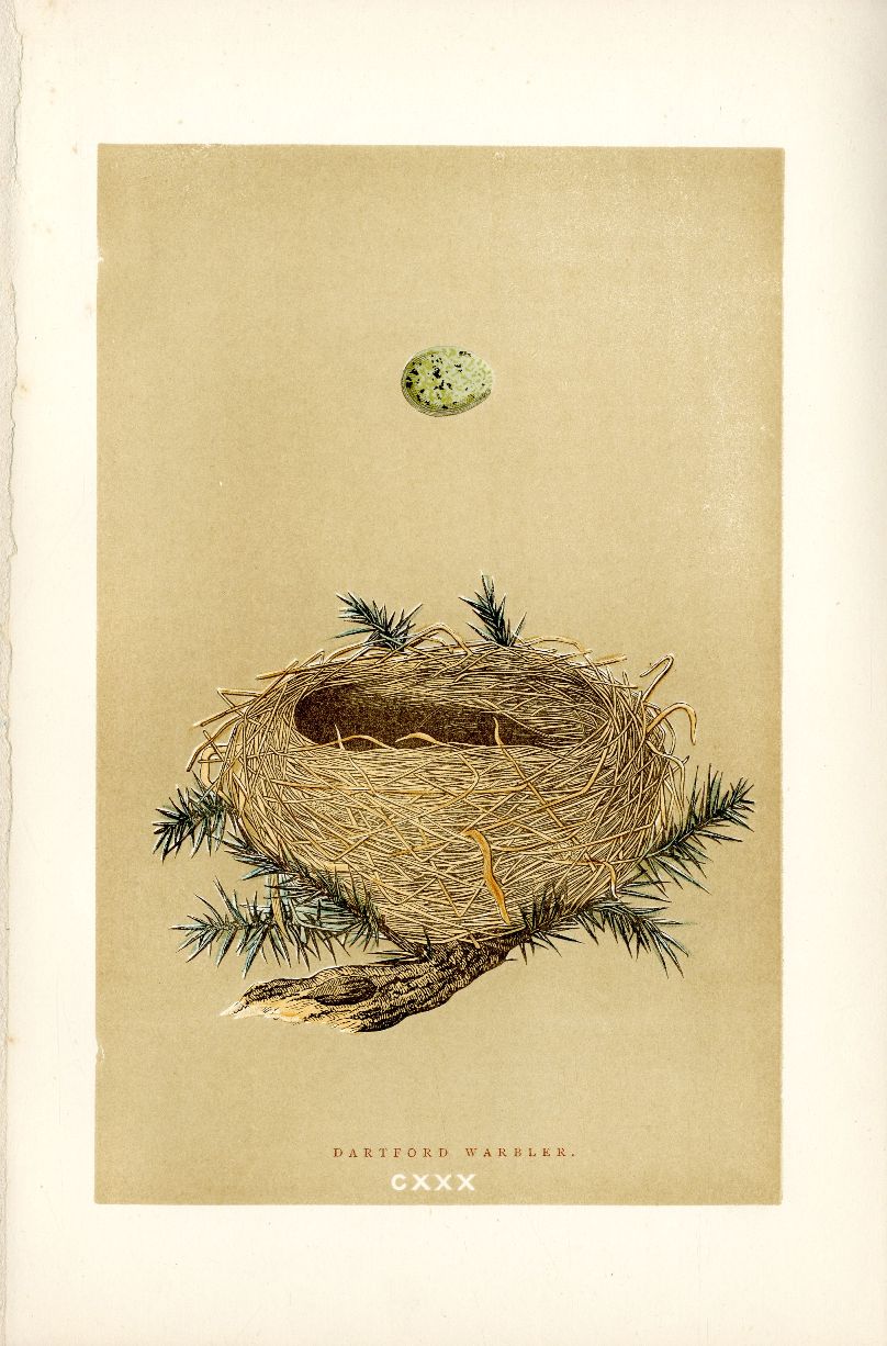 F.O. Morris Original Nest Egg Prints Dartford Warbler