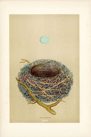 F.O. Morris Original Nest Egg Prints Dunnock - Panteek Antique Prints