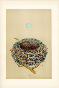 F.O. Morris Original Nest Egg Prints Dunnock - Panteek Antique Prints