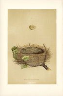 F.O. Morris Original Nest Egg Prints Garden Warbler - Panteek Antique Prints