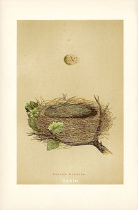 F.O. Morris Original Nest Egg Prints Garden Warbler - Panteek Antique Prints