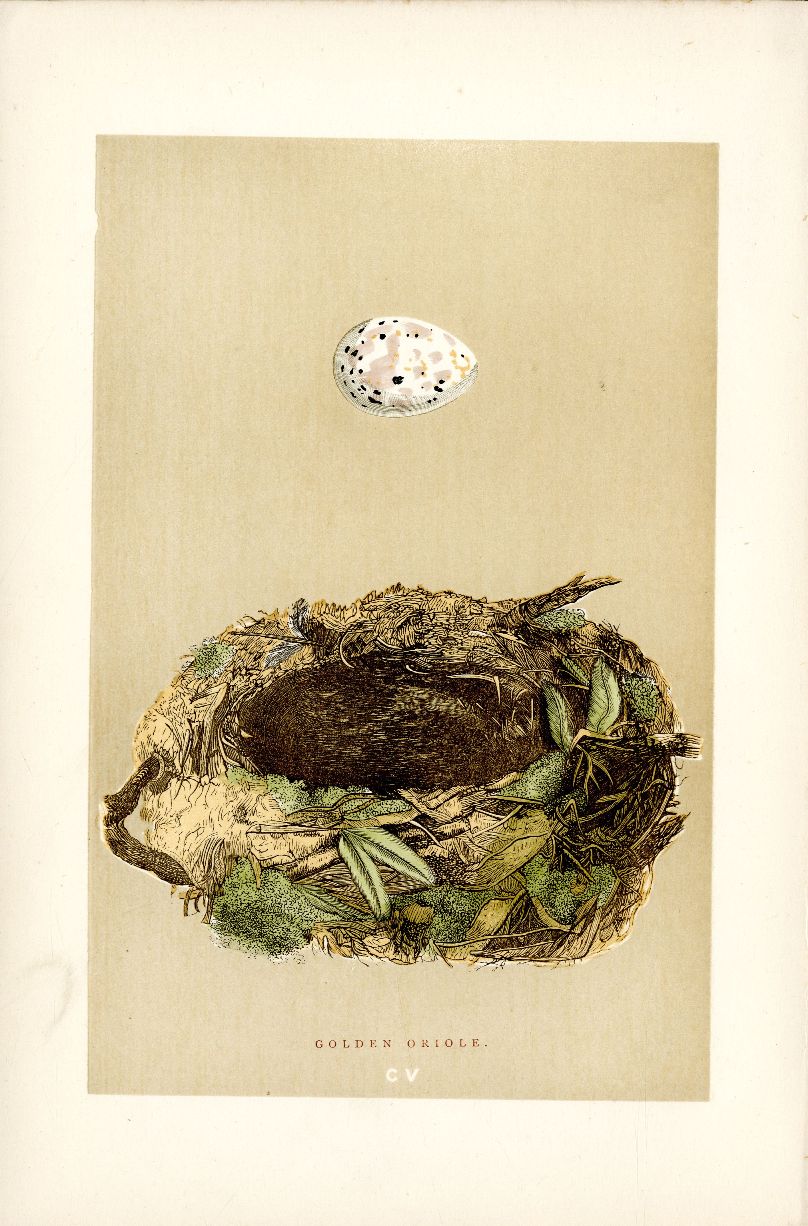 F.O. Morris Original Nest Egg Prints Golden Oriole