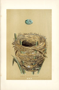 F.O. Morris Original Nest Egg Prints Great Sedge Warbler - Panteek Antique Prints