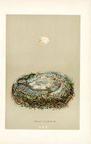 F.O. Morris Original Nest Egg Prints Great Tit - Panteek Antique Prints