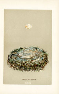 F.O. Morris Original Nest Egg Prints Great Tit - Panteek Antique Prints