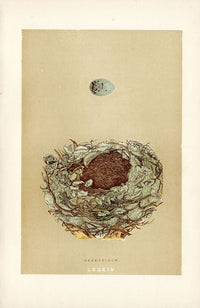 F.O. Morris Original Nest Egg Prints Greenfinch - Panteek Antique Prints