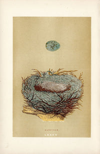 F.O. Morris Original Nest Egg Prints Hawfinch - Panteek Antique Prints