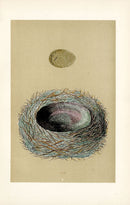F.O. Morris Original Nest Egg Prints Jay - Panteek Antique Prints