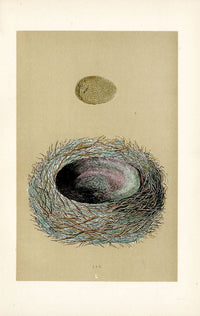 F.O. Morris Original Nest Egg Prints Jay - Panteek Antique Prints
