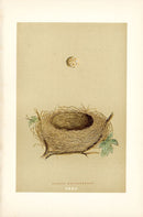 F.O. Morris Original Nest Egg Prints Lesser Whitethroat - Panteek Antique Prints