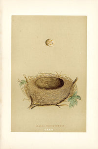 F.O. Morris Original Nest Egg Prints Lesser Whitethroat - Panteek Antique Prints