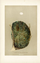 F.O. Morris Original Nest Egg Prints Long Tail Tit - Panteek Antique Prints