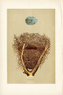 F.O. Morris Original Nest Egg Prints Magpie - Panteek Antique Prints