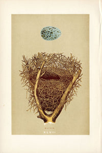 F.O. Morris Original Nest Egg Prints Magpie - Panteek Antique Prints