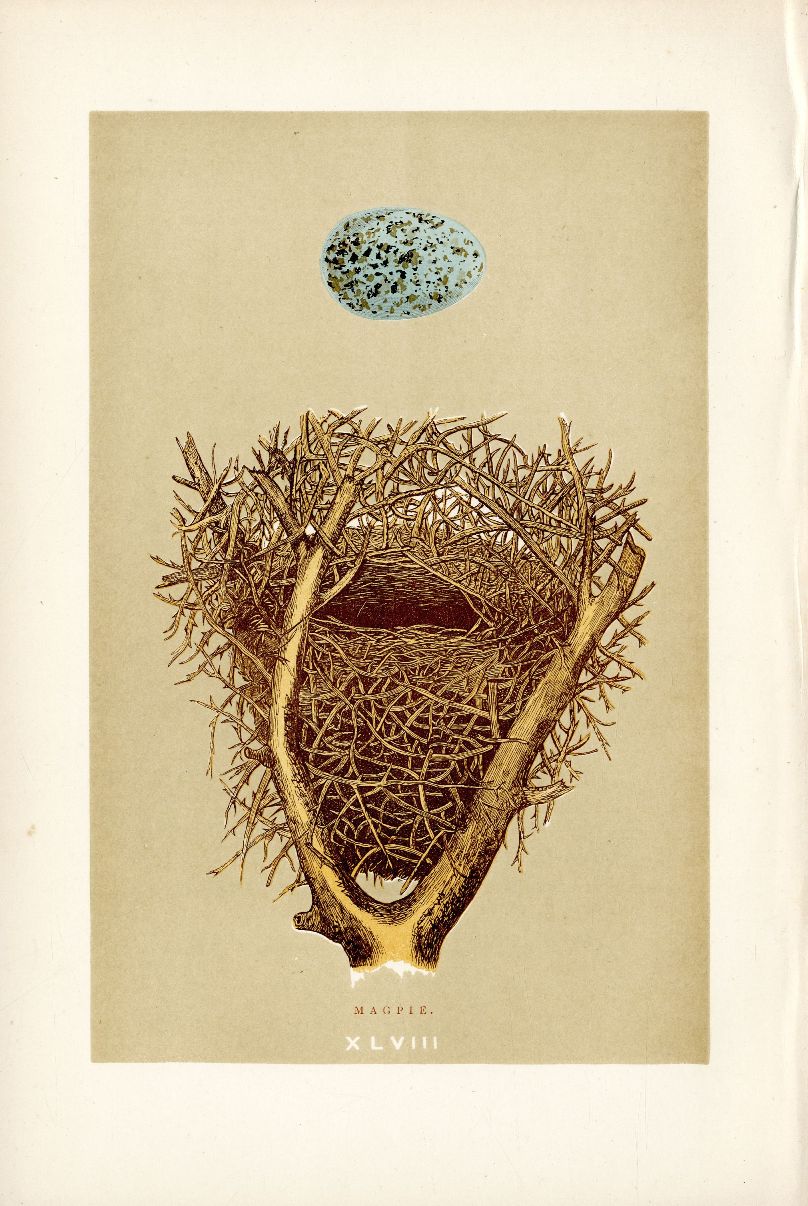 F.O. Morris Original Nest Egg Prints Magpie