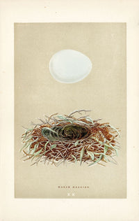 F.O. Morris Original Nest Egg Prints Marsh Harrier - Panteek Antique Prints