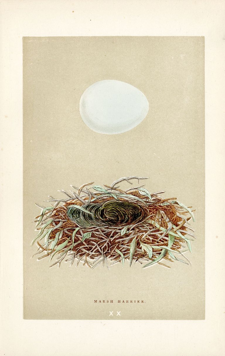 F.O. Morris Original Nest Egg Prints Marsh Harrier