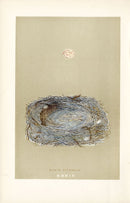 F.O. Morris Original Nest Egg Prints Marsh Tit - Panteek Antique Prints