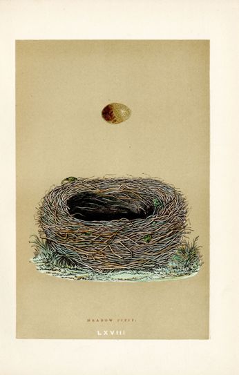 F.O. Morris Original Nest Egg Prints Meadow Pipit