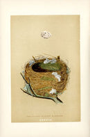 F.O. Morris Original Nest Egg Prints Melodious Warbler - Panteek Antique Prints