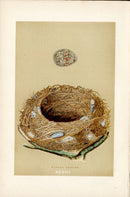 F.O. Morris Original Nest Egg Prints Missel Thrush - Panteek Antique Prints