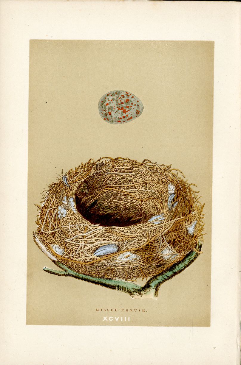 F.O. Morris Original Nest Egg Prints Missel Thrush