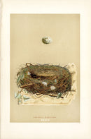 F.O. Morris Original Nest Egg Prints Orphean Warbler - Panteek Antique Prints