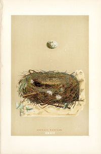 F.O. Morris Original Nest Egg Prints Orphean Warbler - Panteek Antique Prints