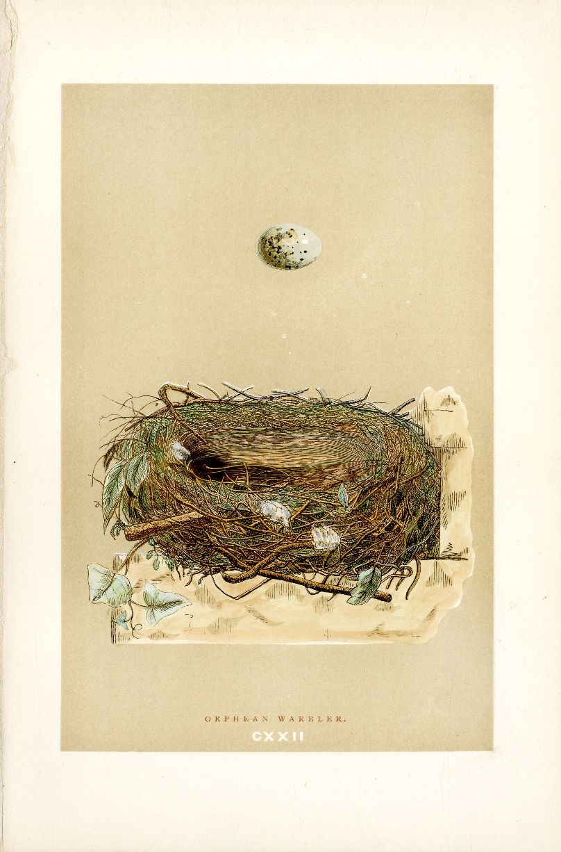 F.O. Morris Original Nest Egg Prints Orphean Warbler