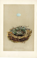 F.O. Morris Original Nest Egg Prints Pied Flycatcher - Panteek Antique Prints